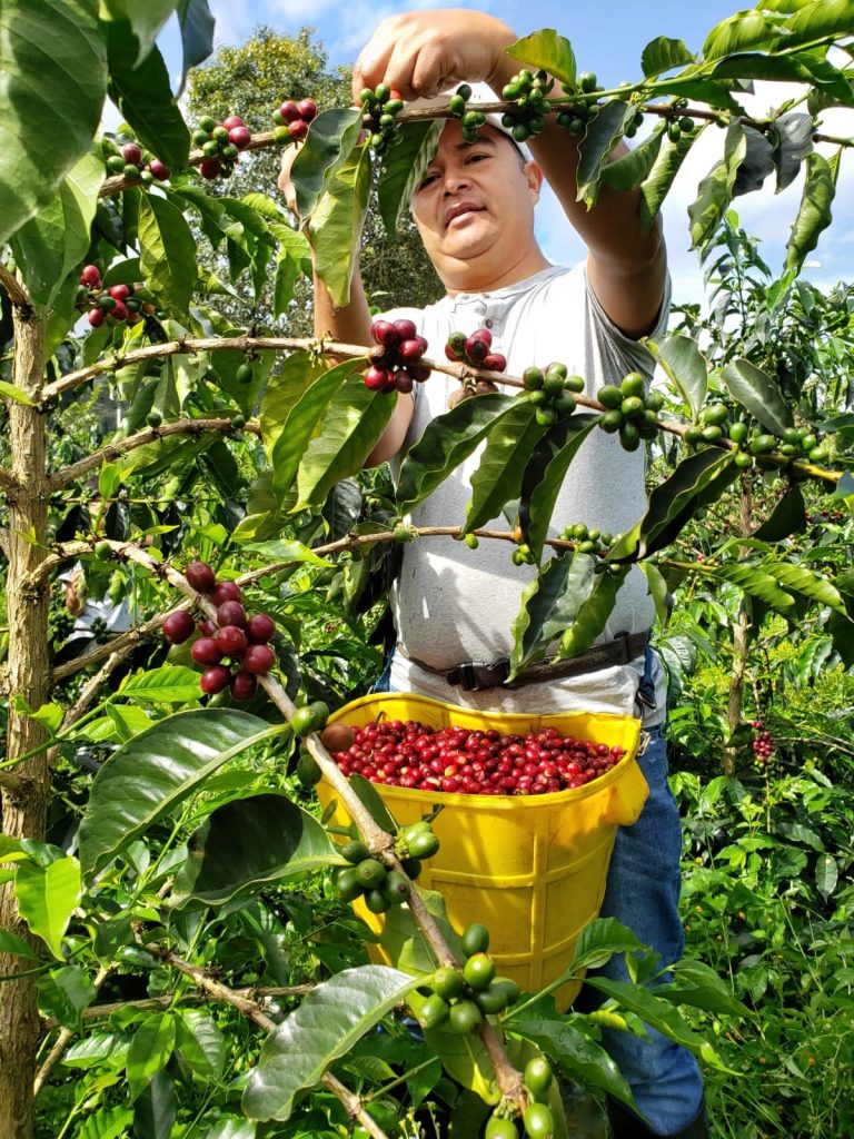 SL-28 Orbit No.1 - Washed - Colombia - La Terraza - Juliana Guevara & Wbeimar Lasso