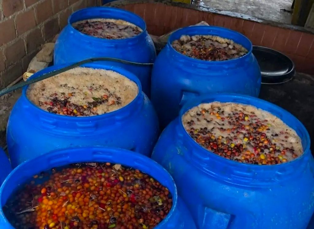 Starlight Reserve - Colombia Washed Gesha — La Terraza, Huila