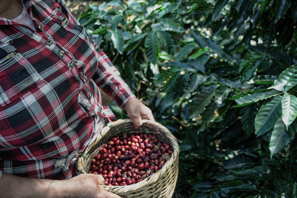 The Aurora - Typica Mejorado Washed - Educador - Juan Peña