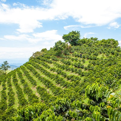 Passion Fruit Supernova - El Vergel Estate - Colombia - Passion Fruit Co-Fermented Honey