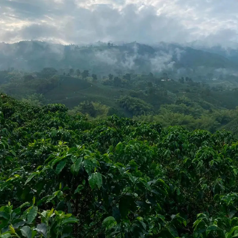 Felipe Restrepo - Berry Burst - Colombia - Caturra - Natural