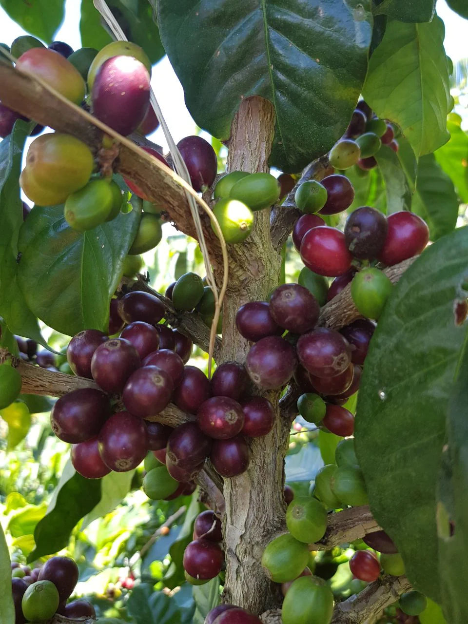 Passion Bloom - Passion Fruit Co-Fermented Purple Caturra - Rodrigo Sanchez - Monteblanco