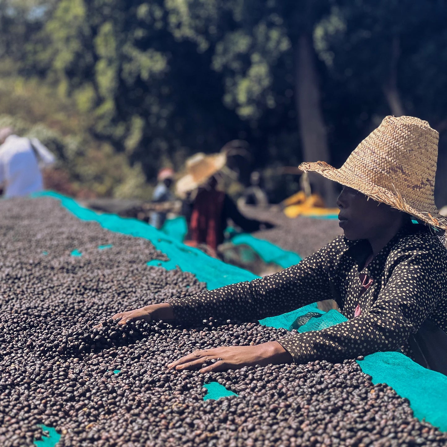 Ethiopia - Natural Process - West Arsi Werka