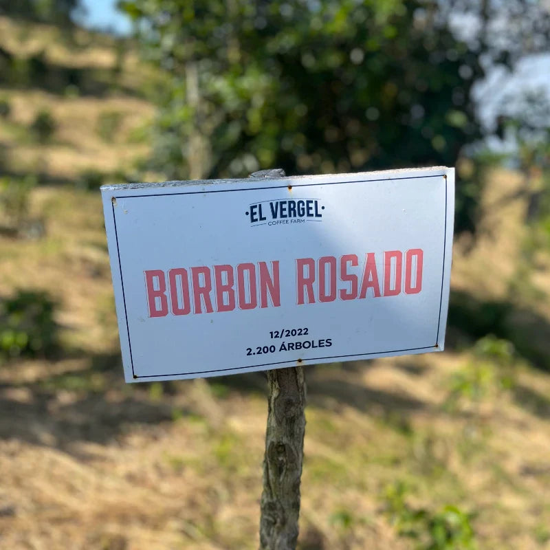 Pink Bourbon Punch - Colombia - El Vergel Estate - Natural