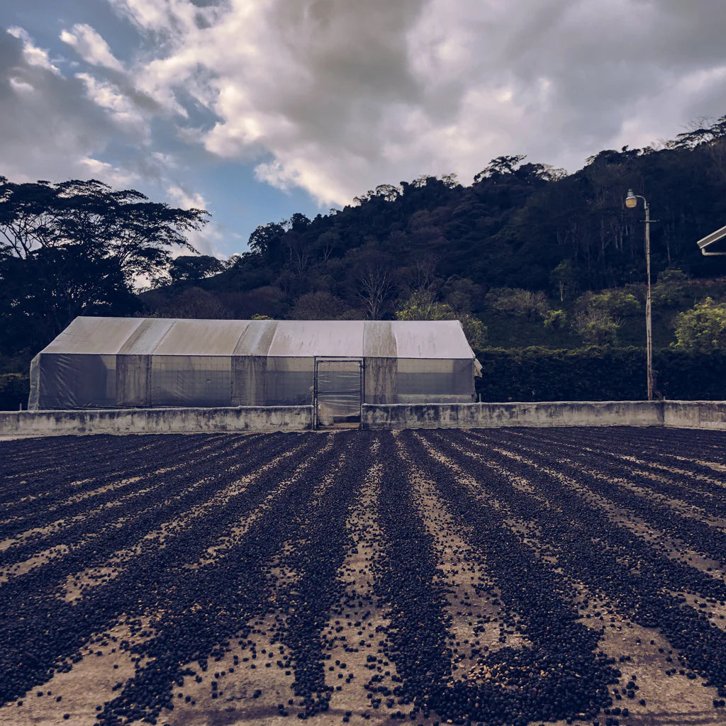 Costa Rica - Hacienda Sonora - San Isidro 48 - Natural