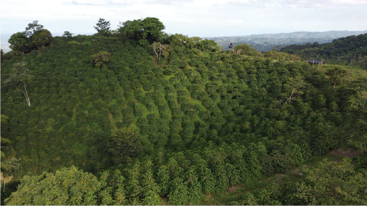Passion Fruit Supernova - El Vergel Estate - Colombia - Passion Fruit Co-Fermented Honey