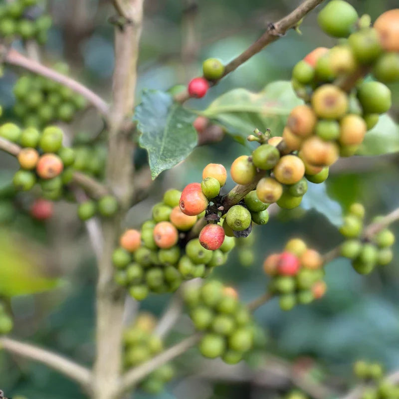 Passion Fruit Supernova - El Vergel Estate - Colombia - Passion Fruit Co-Fermented Honey