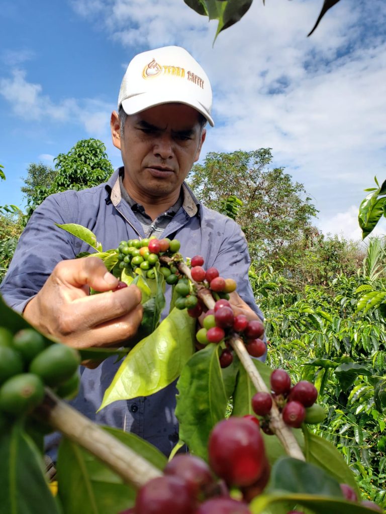 Starlight Reserve - Colombia Washed Gesha — La Terraza, Huila