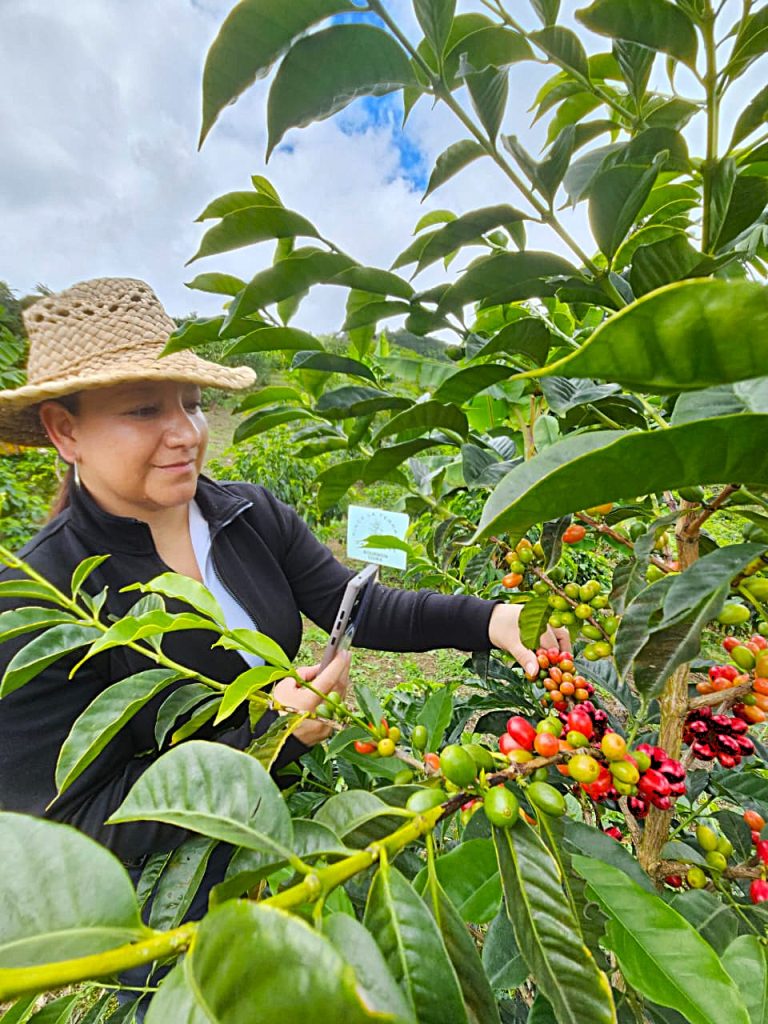 SL-28 Orbit No.1 - Washed - Colombia - La Terraza - Juliana Guevara & Wbeimar Lasso