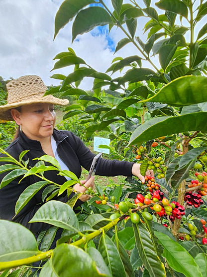 SL-28 Orbit No.1 - Washed - Colombia - La Terraza - Juliana Guevara & Wbeimar Lasso