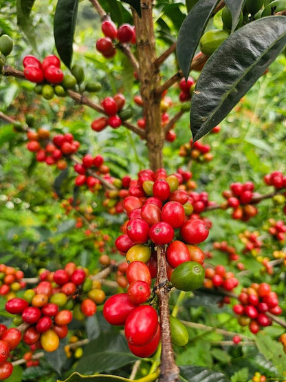 SL-28 Orbit No.1 - Washed - Colombia - La Terraza - Juliana Guevara & Wbeimar Lasso