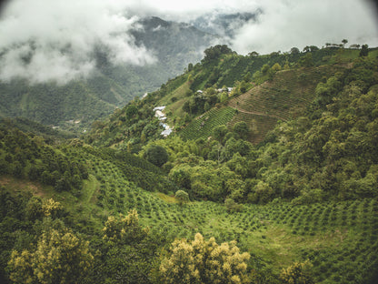 Finca El Paraiso - Lychee - Thermal Shock Washed