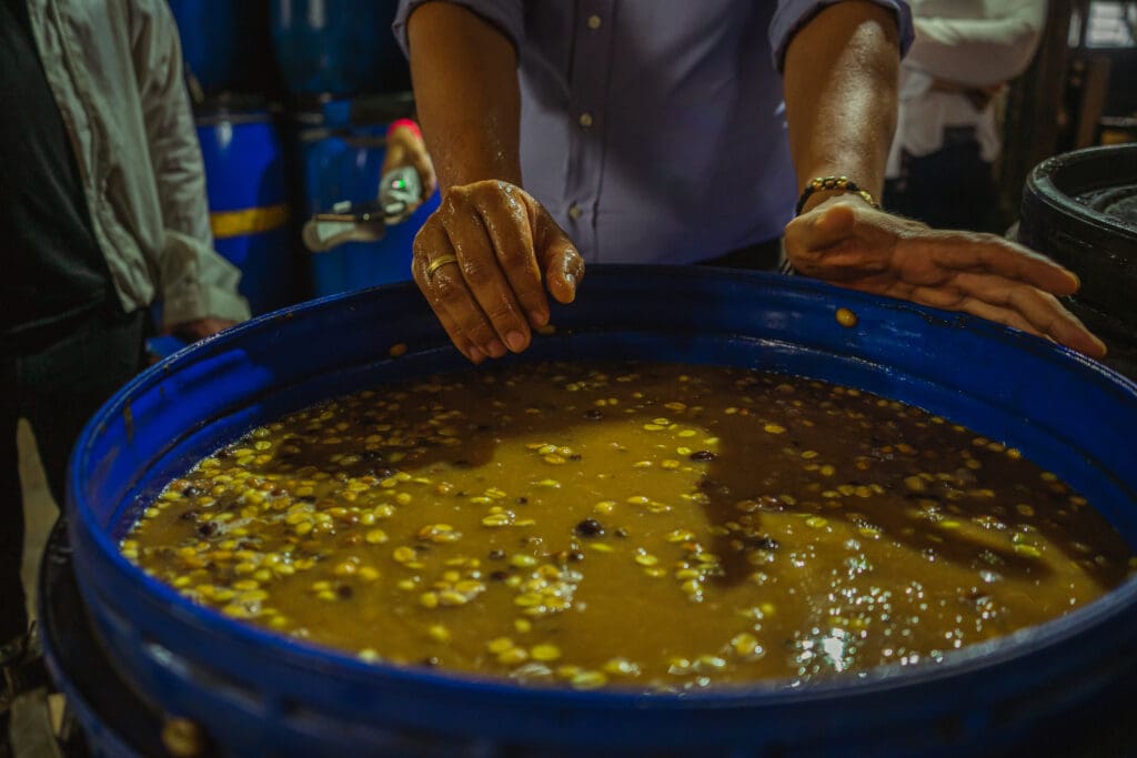 EL Mirador - Catiope Spring Washed Co-Ferment - Elkin Guzman