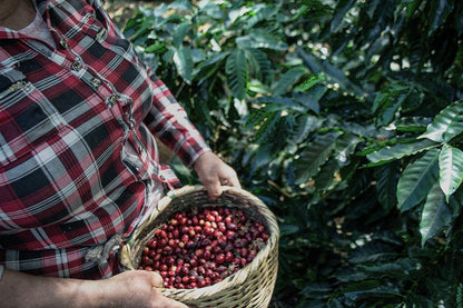 The Aurora - Typica Mejorado Washed - Educador - Juan Peña
