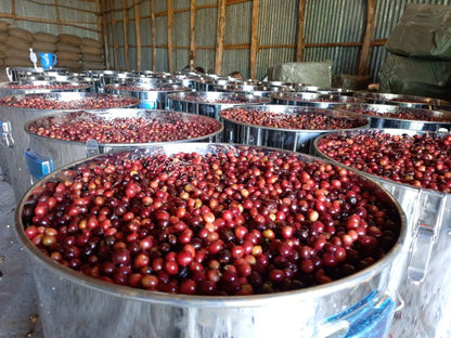 Ethiopia - Guji - Carbonic Maceration