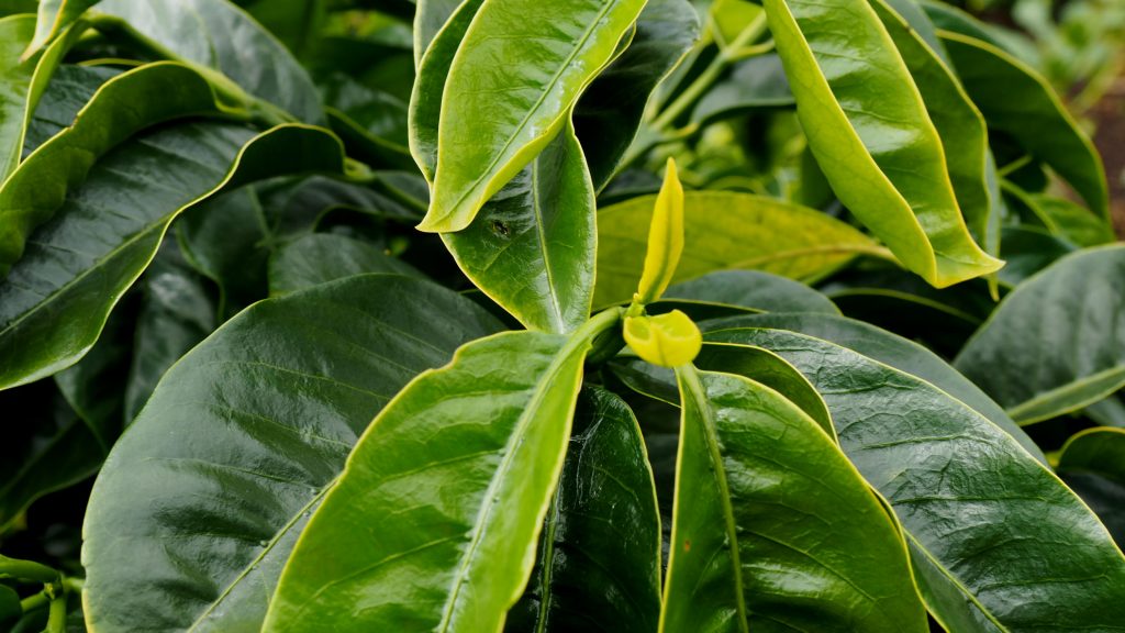 Ethiopia - Guji - Carbonic Maceration