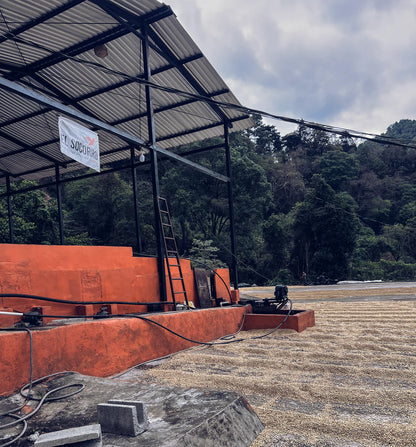 Solaris Maracaturra - Guatemala - Finca El Socorro - Juan Diego de la Cerda