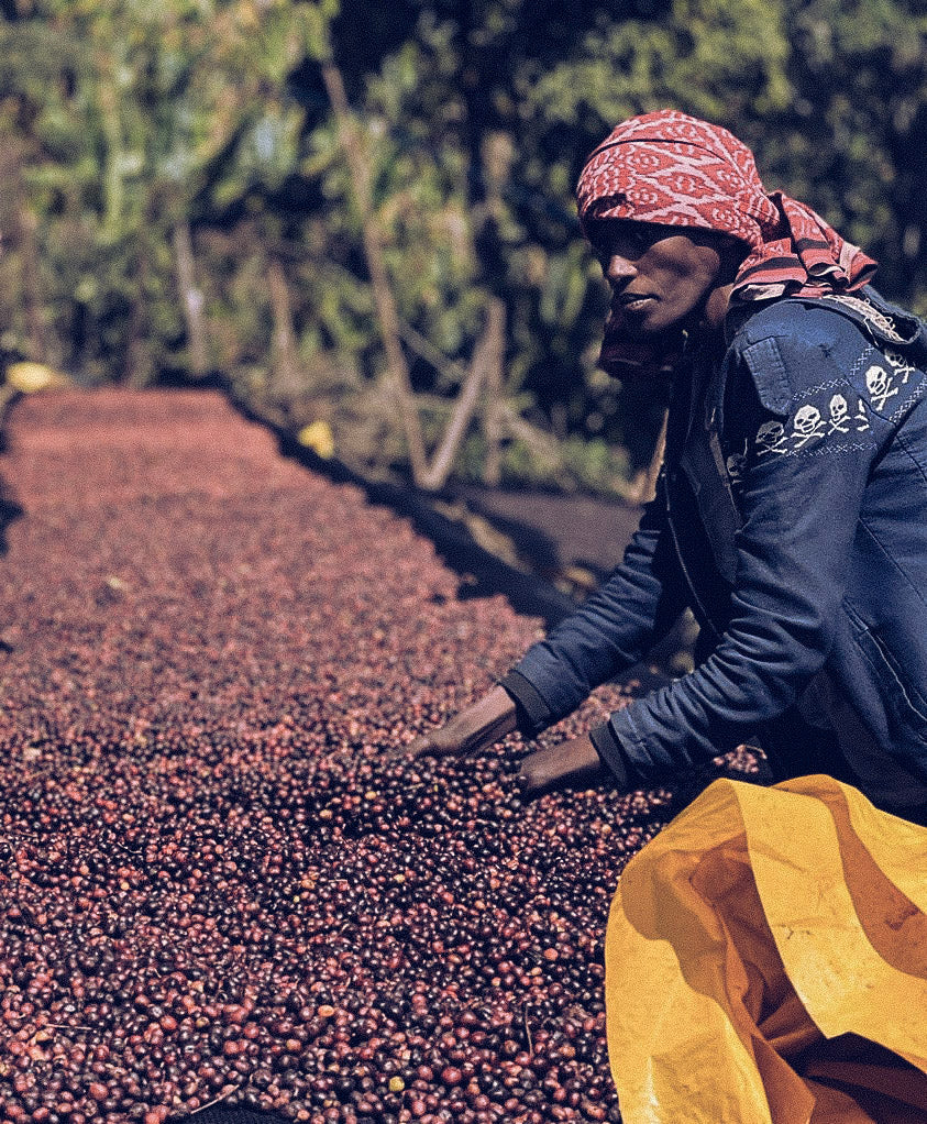 The Orion - Anaerobic Natural - Ethiopia -  Faysel Abdos